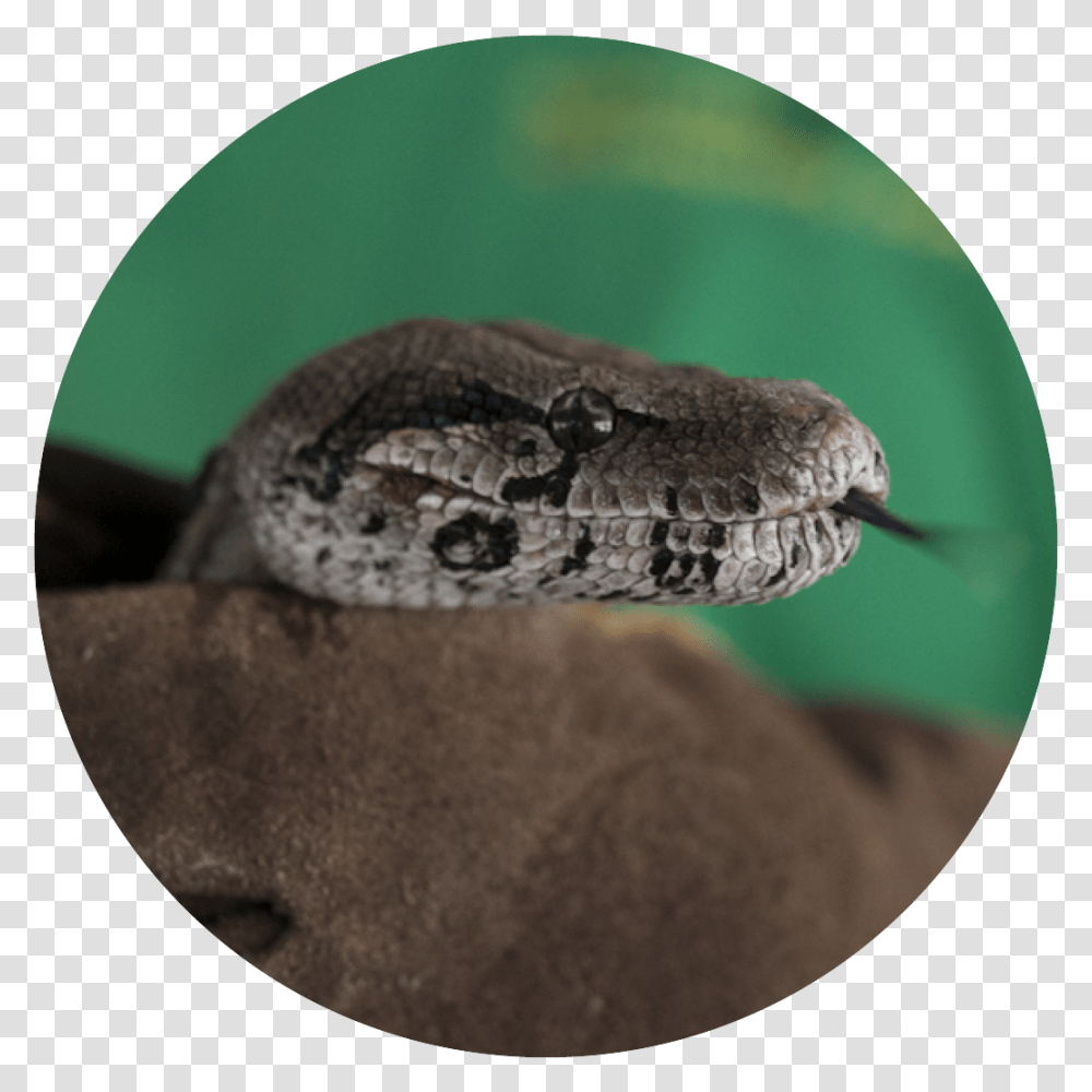 Boa Constrictor Serpent, Snake, Reptile, Animal, Rattlesnake Transparent Png