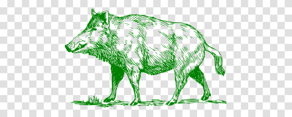 Boar Animals, Hog, Pig, Mammal Transparent Png