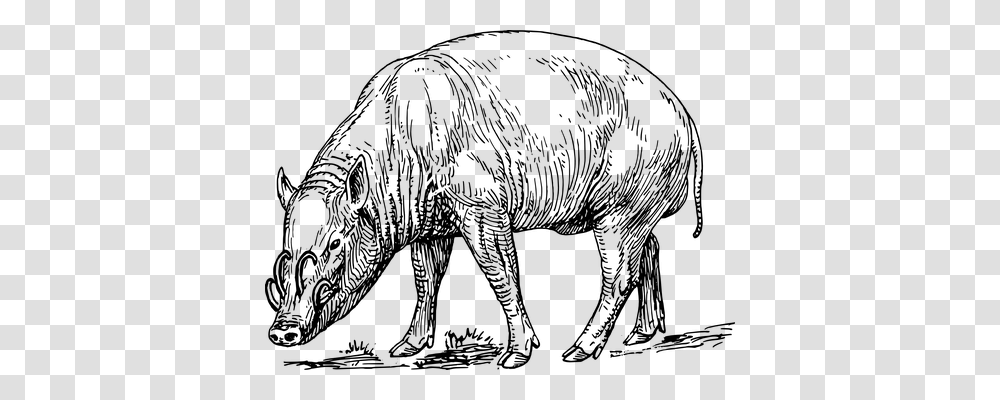 Boar Animals, Gray, World Of Warcraft Transparent Png
