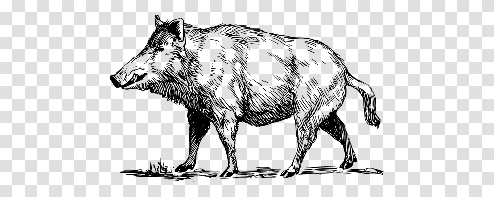 Boar Emotion, Gray, World Of Warcraft Transparent Png