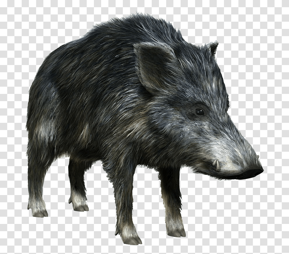 Boar, Animals, Hog, Pig, Mammal Transparent Png
