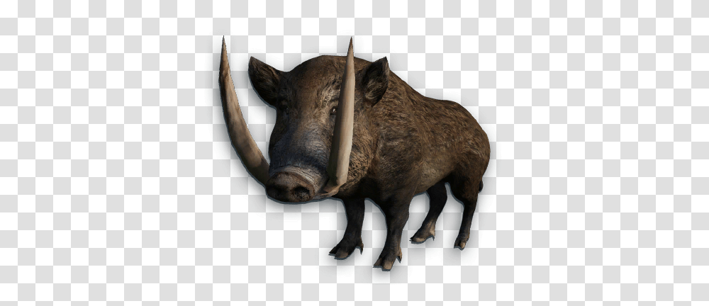 Boar, Animals, Hog, Pig, Mammal Transparent Png