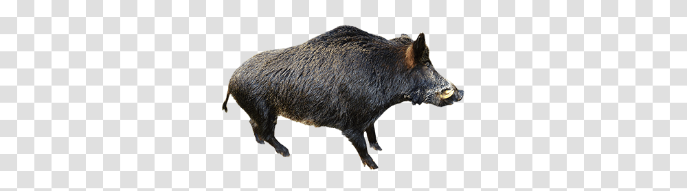 Boar, Animals, Hog, Pig, Mammal Transparent Png