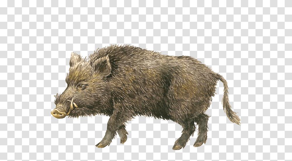 Boar, Animals, Hog, Pig, Mammal Transparent Png