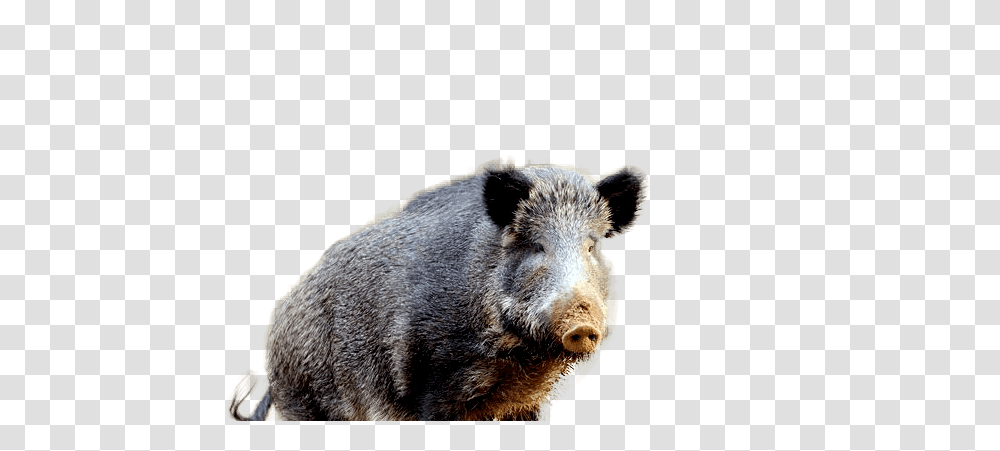 Boar, Animals, Hog, Pig, Mammal Transparent Png