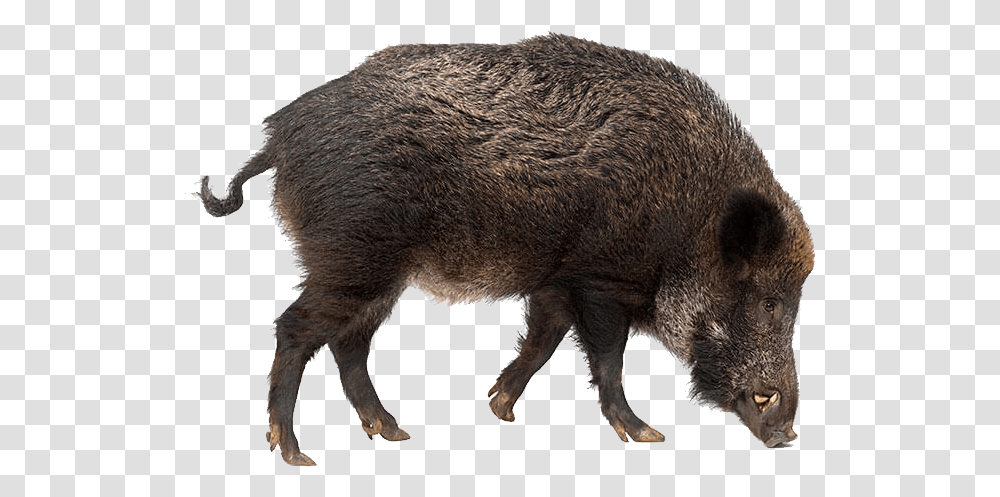 Boar, Animals, Hog, Pig, Mammal Transparent Png