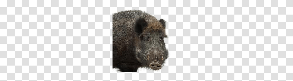 Boar, Animals, Minecraft, Super Mario, World Of Warcraft Transparent Png