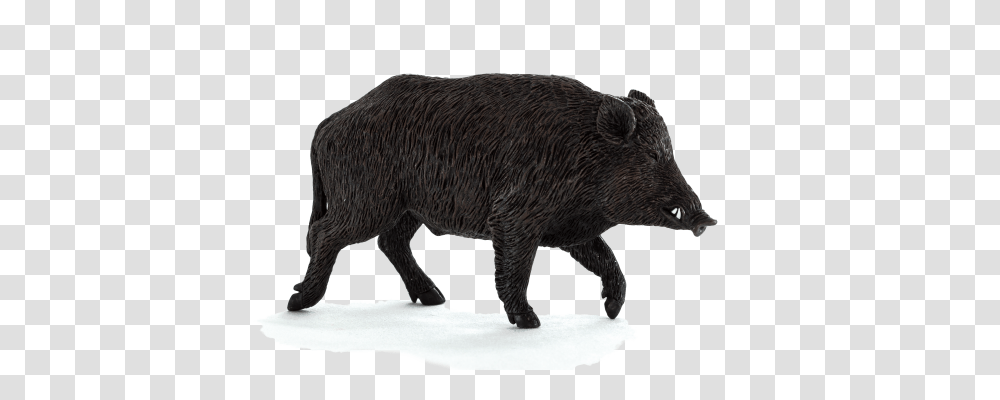 Boar, Animals, Pig, Mammal, Hog Transparent Png