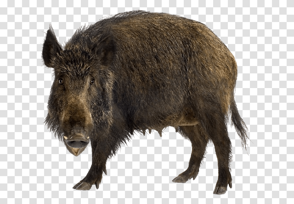 Boar, Animals, Pig, Mammal, Hog Transparent Png