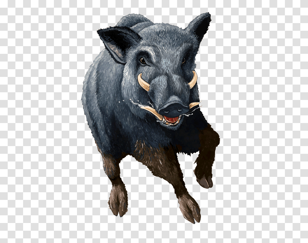 Boar, Animals, Pig, Mammal, Hog Transparent Png