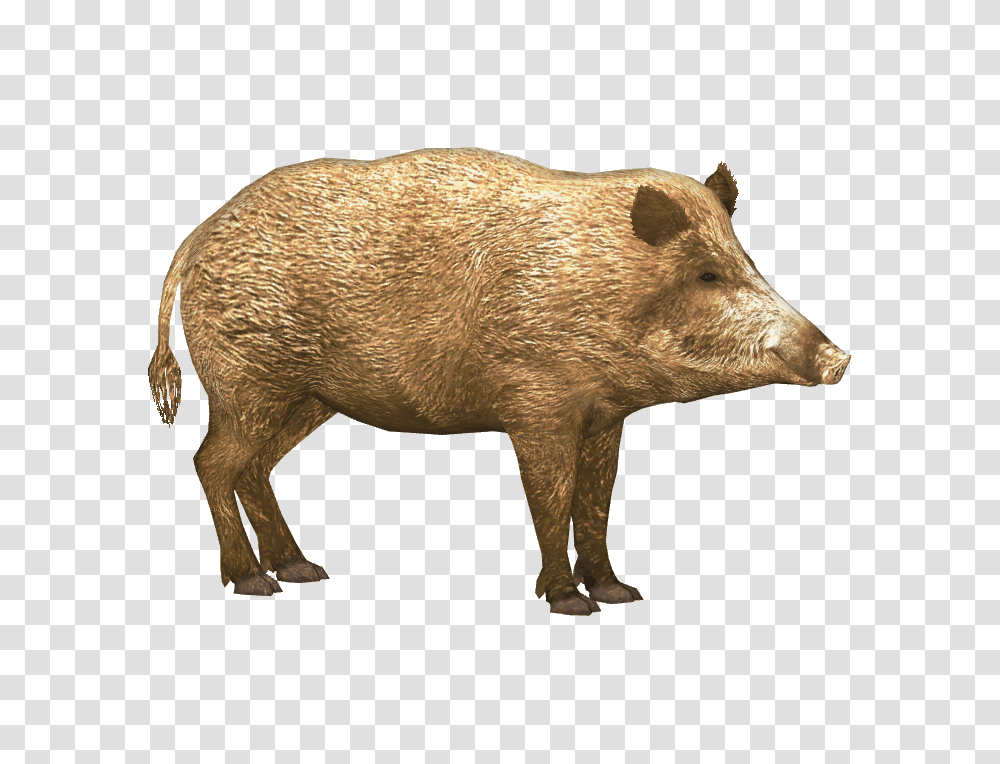 Boar, Animals, Pig, Mammal, Hog Transparent Png