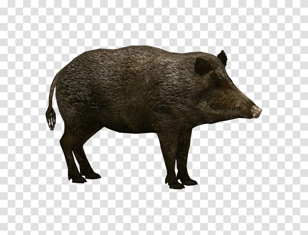 Boar, Animals, Pig, Mammal, Hog Transparent Png