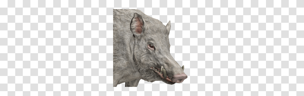 Boar, Animals, Pig, Mammal, Hog Transparent Png