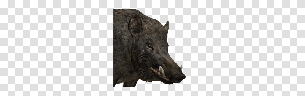 Boar, Animals, Pig, Mammal, Hog Transparent Png