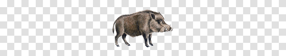 Boar, Animals, Pig, Mammal, Hog Transparent Png