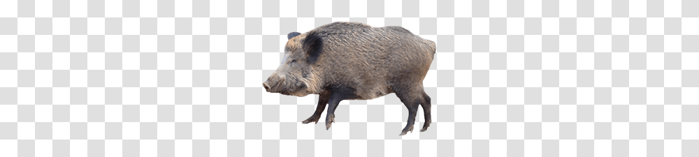 Boar, Animals, Pig, Mammal, Hog Transparent Png