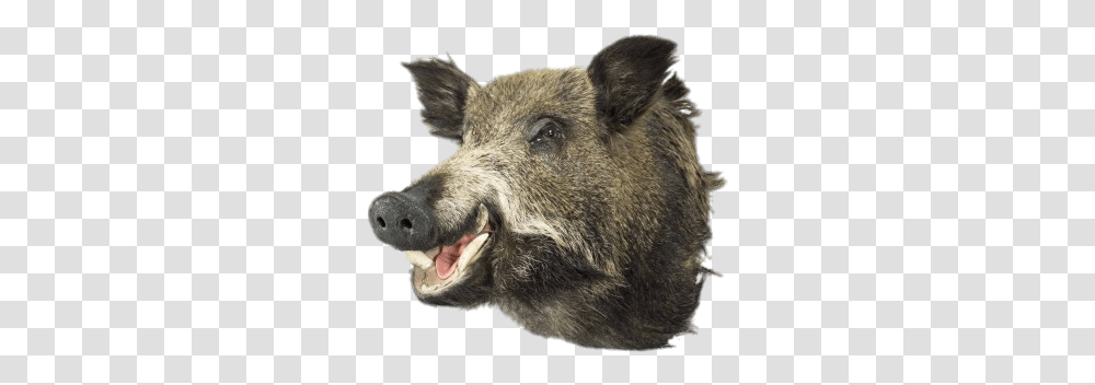 Boar Head Boar Head, Pig, Mammal, Animal, Hog Transparent Png