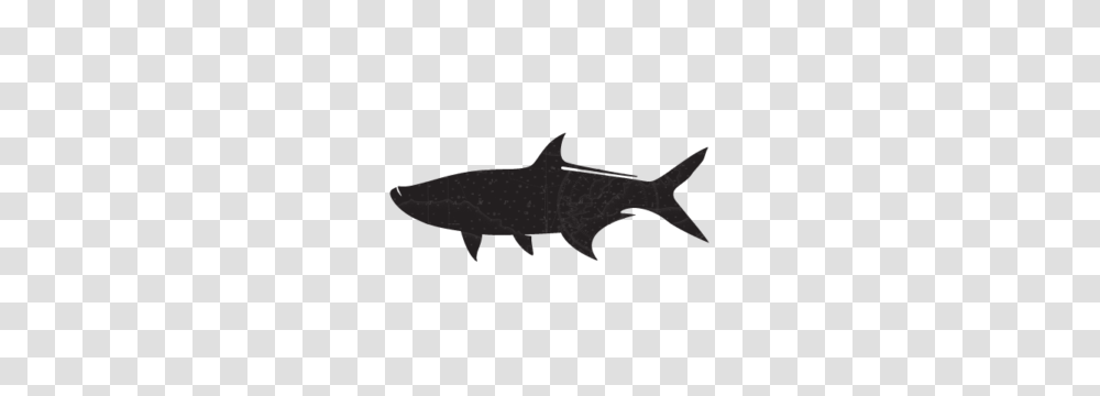 Board Of Directors Tampa Bay Waterkeeper, Shark, Sea Life, Fish, Animal Transparent Png