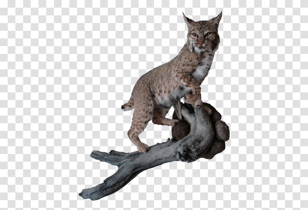 Bobcat Mount Bobcat, Pet, Mammal, Animal, Wildlife Transparent Png