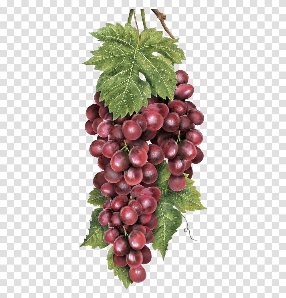 Bodegon Racimo De Uvas, Plant, Grapes, Fruit, Food Transparent Png