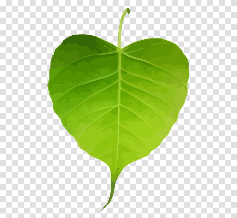 Bodhi Day Leaf Flower Plant For Pipal Leaf, Green, Tennis Ball, Sport, Sports Transparent Png