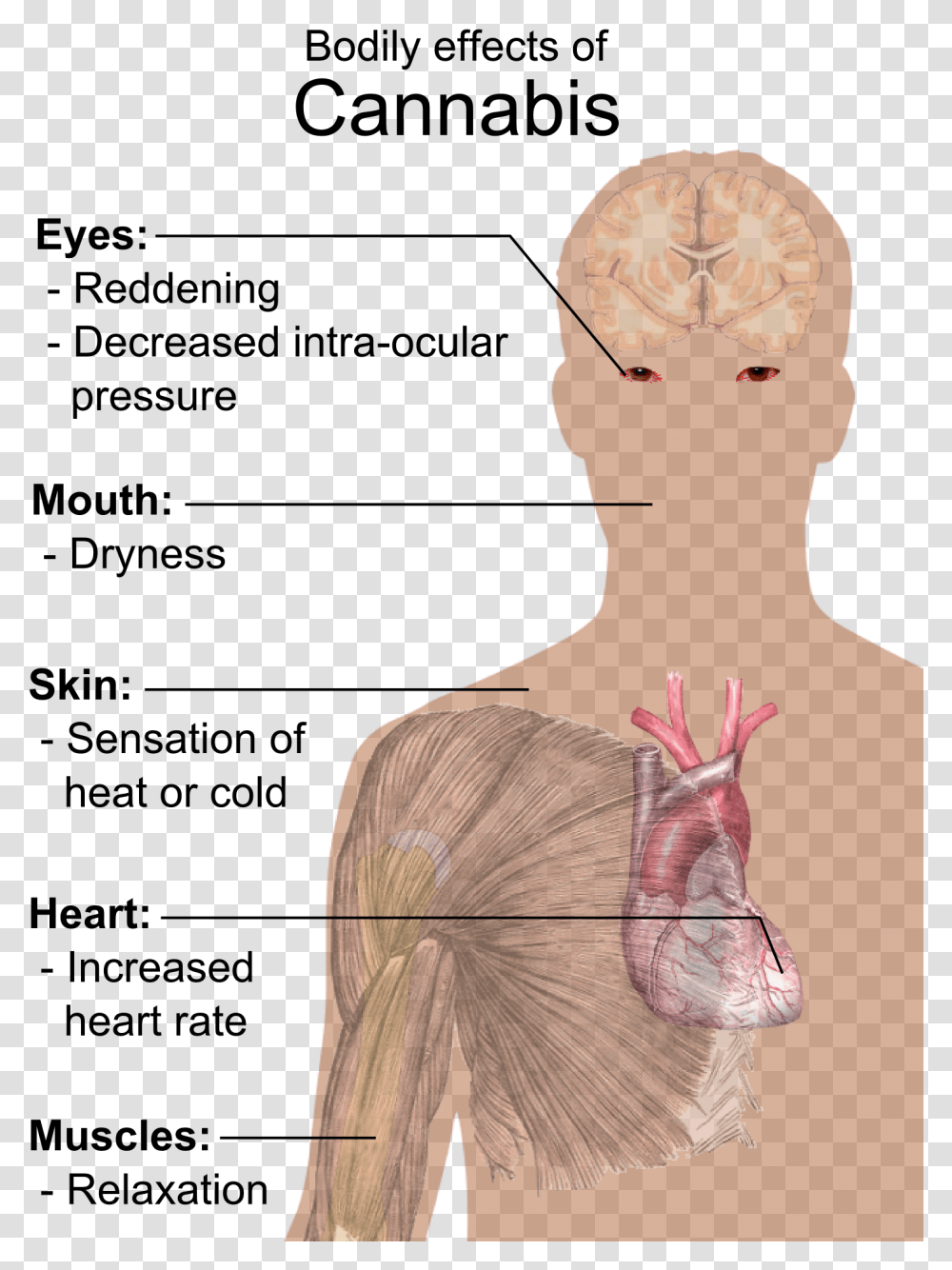 Bodily Effects Of Cannabis, Back, Neck, Head, Shoulder Transparent Png