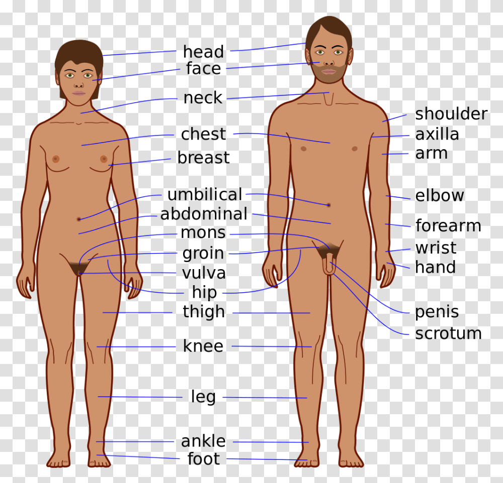 Body Chest Body Parts Of Men, Person, Human, Plot, Diagram Transparent Png