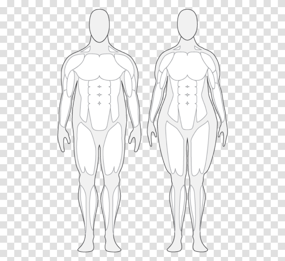 Body Composition Cliparts Over Weight Human Body, Torso Transparent Png