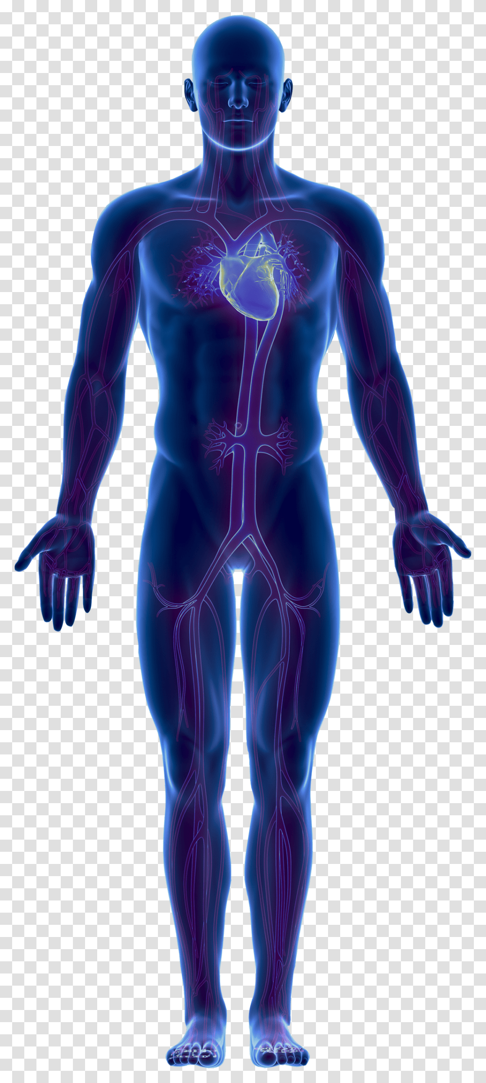 Body Full Human Body, Person, Torso, Veins, Spandex Transparent Png