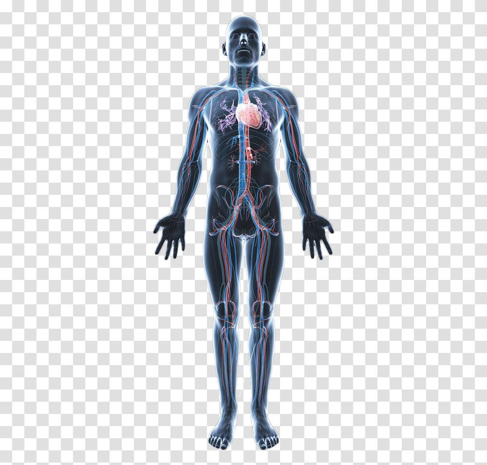 Body Hd Human Body Anatomy, Person, Hip, Skeleton, X-Ray Transparent Png