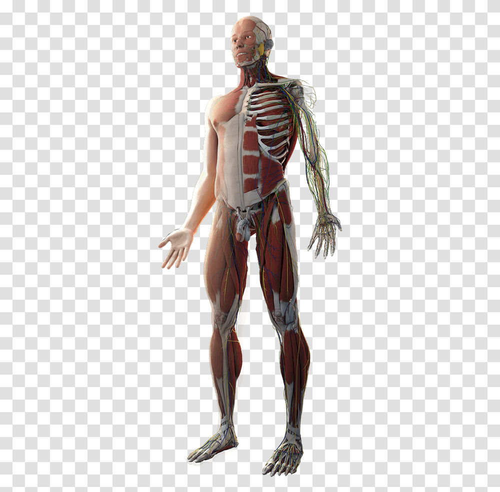 Body Human Anatomy, Person, Crowd, Skin Transparent Png