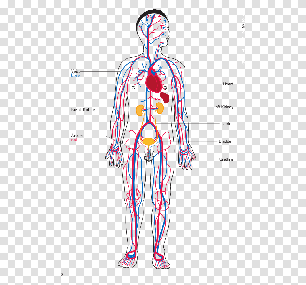 Body Map Of Circulatory System, Plot, Diagram, Person, Human Transparent Png
