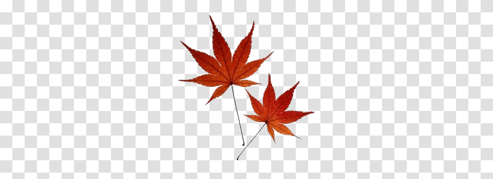Body Modification Japanese, Leaf, Plant, Tree, Maple Leaf Transparent Png