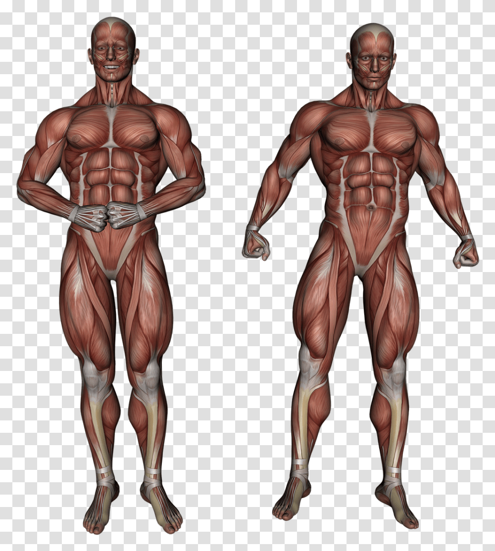 Body Muscles, Person, Human, Torso, Arm Transparent Png