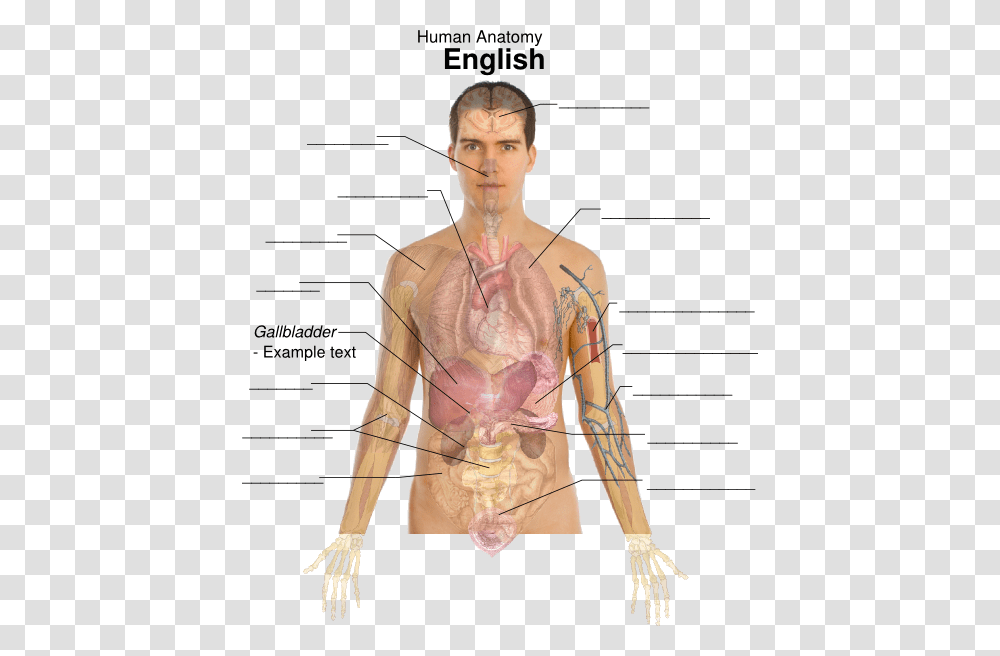 Body Organ Diagram Male Organs Position In The Body, Person, Human, Plot, Shoulder Transparent Png