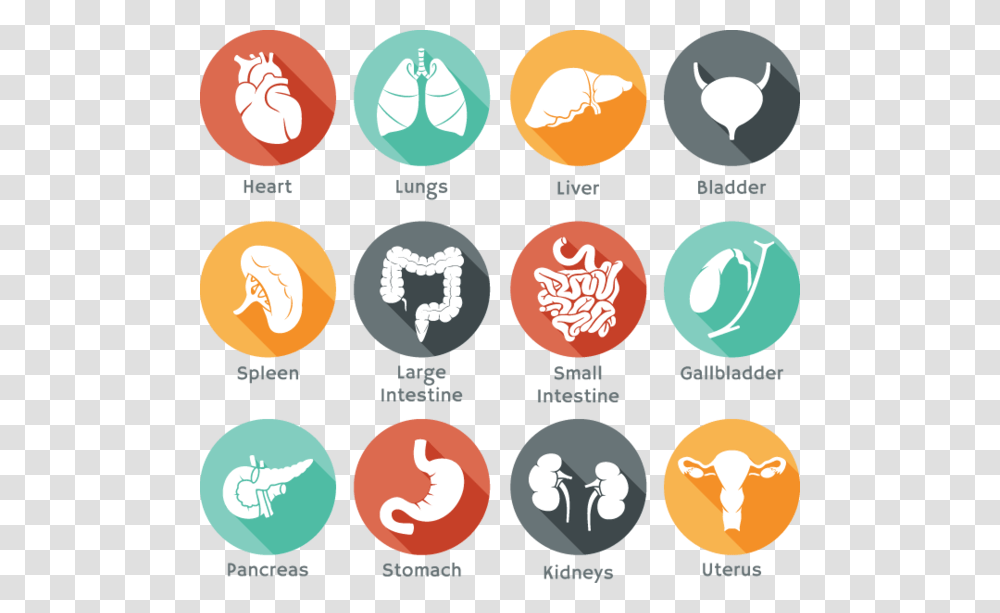 Body Organ Icons, Light, Outdoors Transparent Png