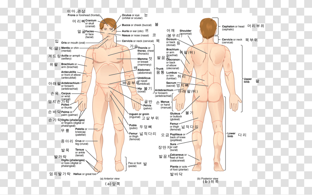 Body Parts Name, Person, Human, Plot, Diagram Transparent Png