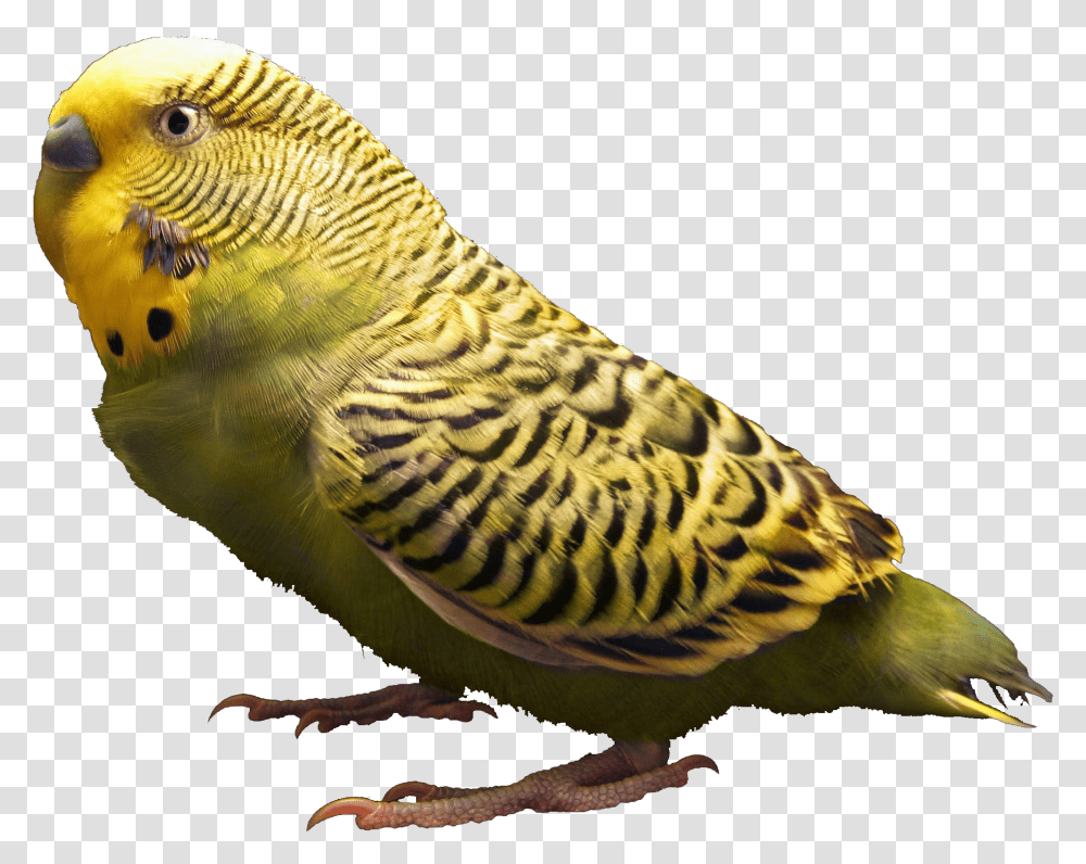 Body Parts Of Parrot Download High Resolution File, Parakeet, Bird, Animal Transparent Png