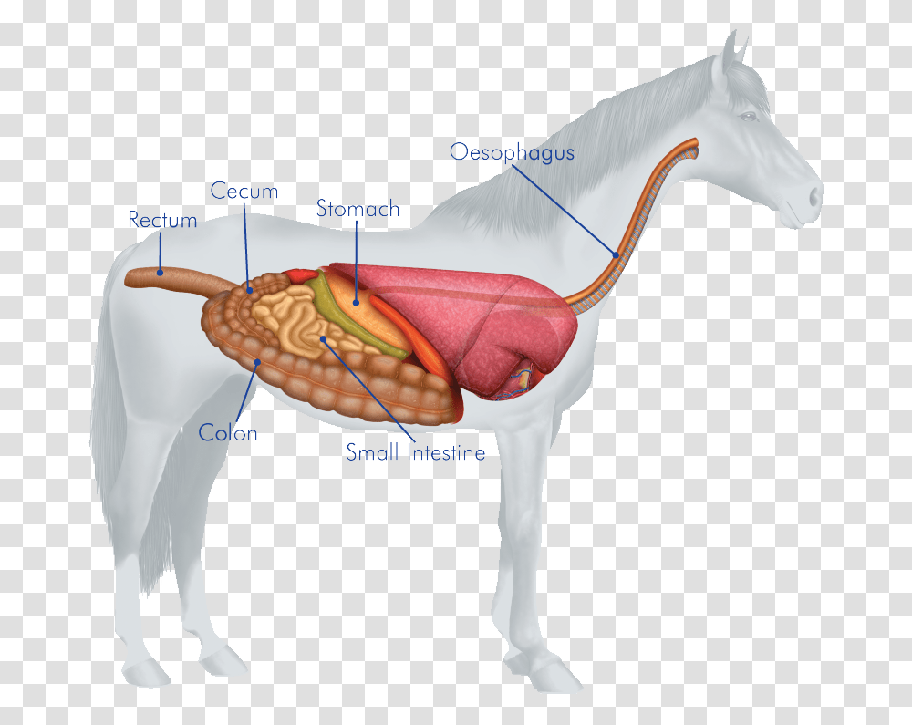 Body Systems Of Horse, Plot, Diagram, Hip, Mammal Transparent Png