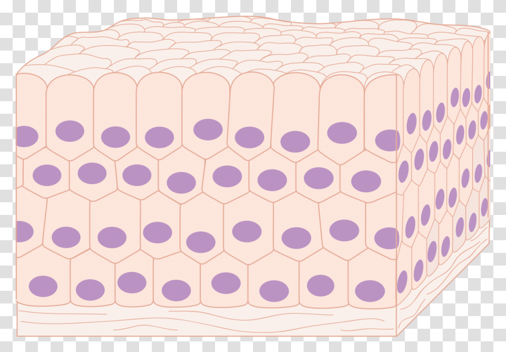 Body Tissue Tissues In The Body, Rug, Nature, Outdoors Transparent Png