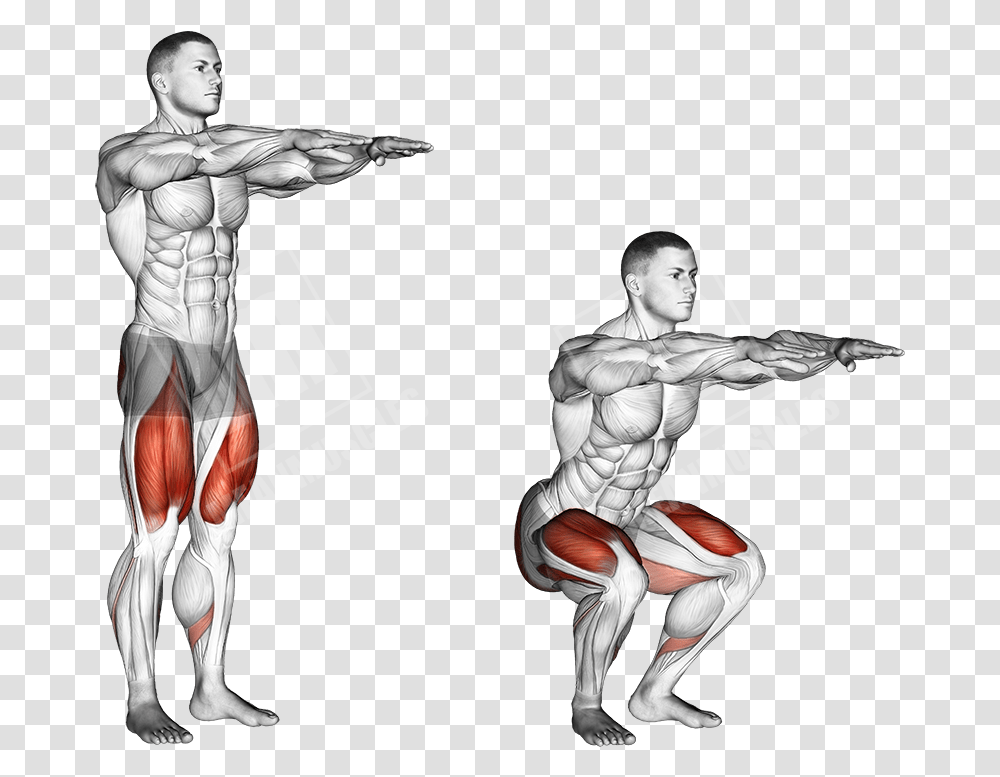 Body Weight Squat Anatomy Download Bodyweight Squat Muscles Worked, Person, Human, Hand, Sport Transparent Png