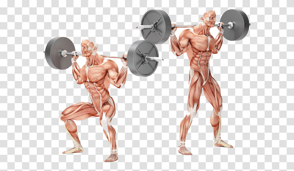 Bodybuilding Personal Training Exercises Squat Muskelgrupper, Duel, Statue, Sculpture Transparent Png