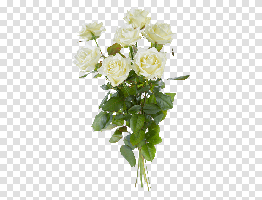 Boeket Witte Rozen, Plant, Rose, Flower, Blossom Transparent Png