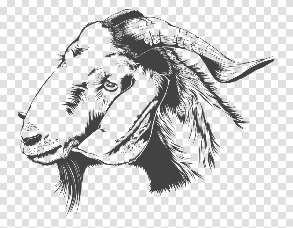 Boer Goat Head, Stencil, Bird, Animal, Mammal Transparent Png