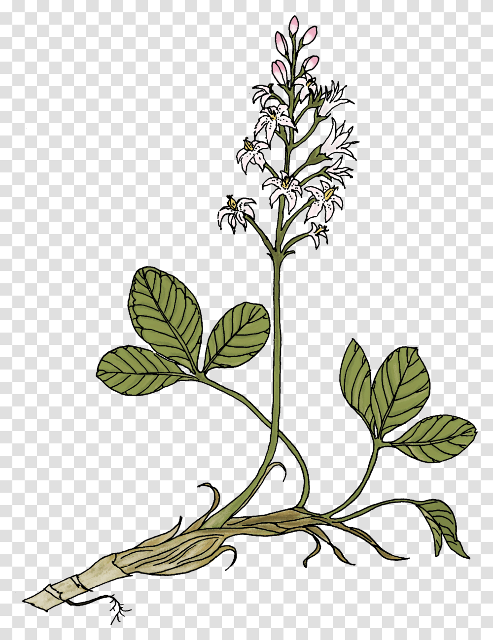 Bogbean Diagram, Acanthaceae, Flower, Plant, Blossom Transparent Png