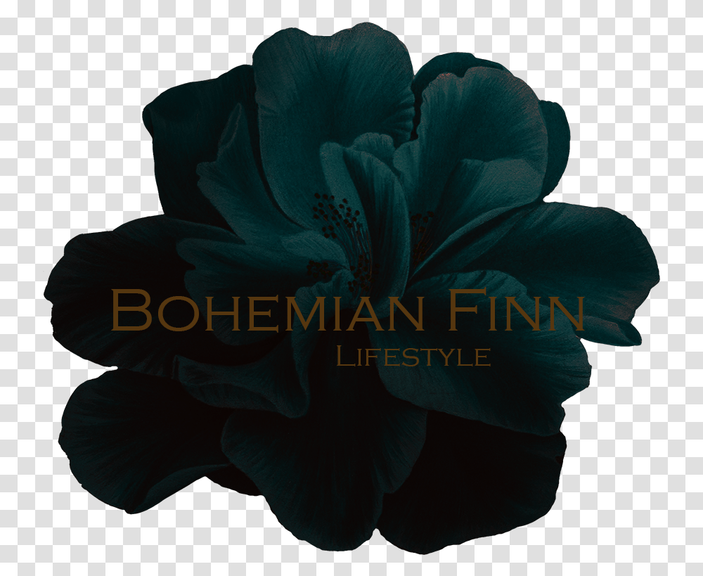 Bohemian Finn Lifestyle, Plant, Flower, Blossom, Iris Transparent Png