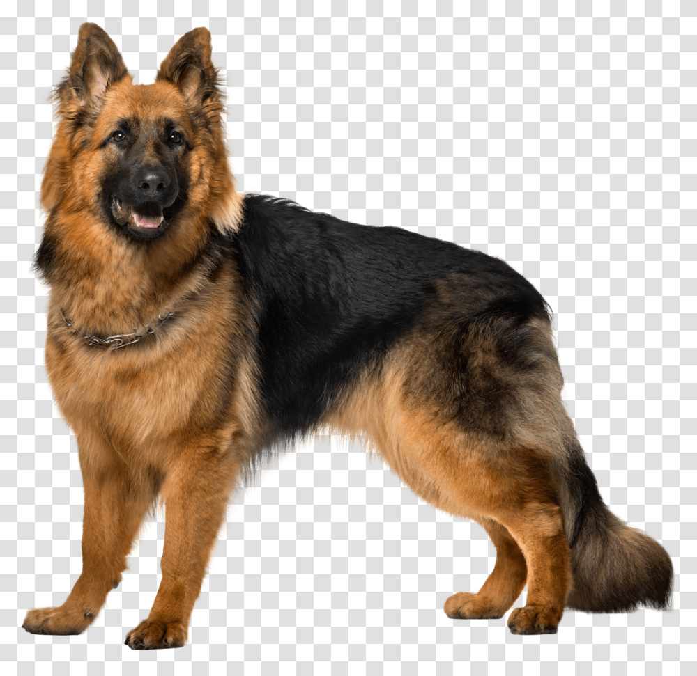 Bohemian Shepherd, German Shepherd, Dog, Pet, Canine Transparent Png