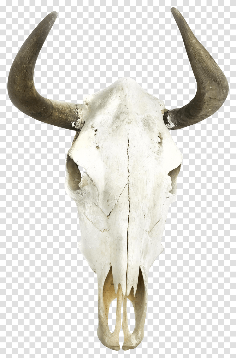 Boho Cow Skull Wall Decor Moose Skull, Bull, Mammal, Animal, Cattle Transparent Png