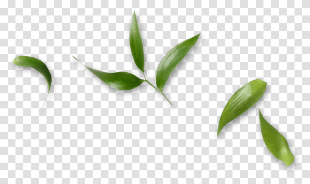 Boho Spa Center Mrida Vertical, Leaf, Plant, Green, Flower Transparent Png