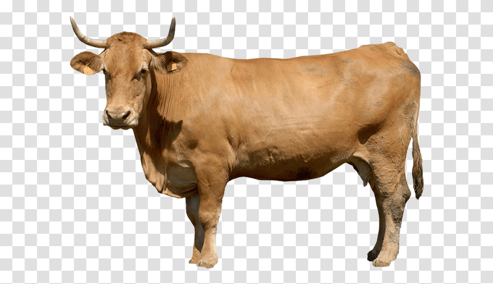 Boi Em, Cow, Cattle, Mammal, Animal Transparent Png
